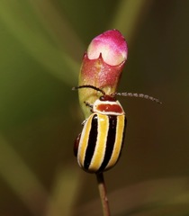 Kuschelina floridana