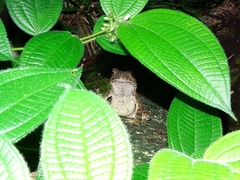 Phrynoidis juxtasper