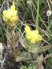 Castilleja affinis neglecta