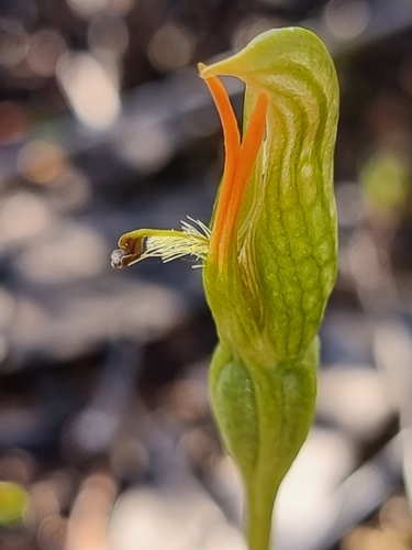 Image of Pterostylis plumosa by (c) Richard Dimon, some rights reserved (CC BY)