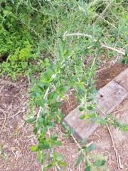 Aloysia gratissima