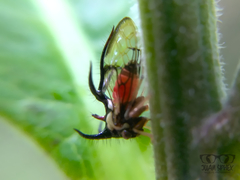 Cyphonia trifida