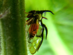 Cyphonia trifida