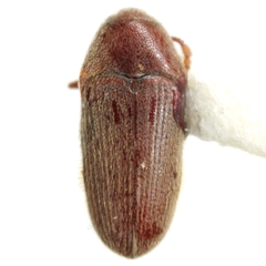 Trixagus chevrolati