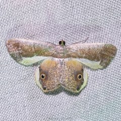 Opisthoxia formosante
