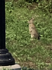 Sylvilagus floridanus