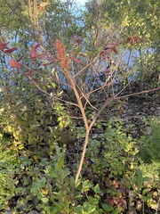 Rhus typhina