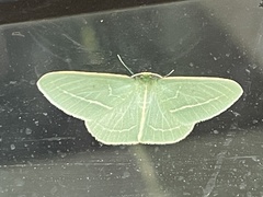 Chlorocoma stereota
