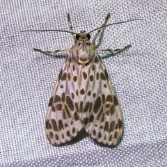 Eucereon myrina