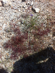 Cordylanthus tenuis brunneus