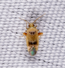 Parthenicus juniperi