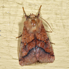 Pyrrhia exprimens
