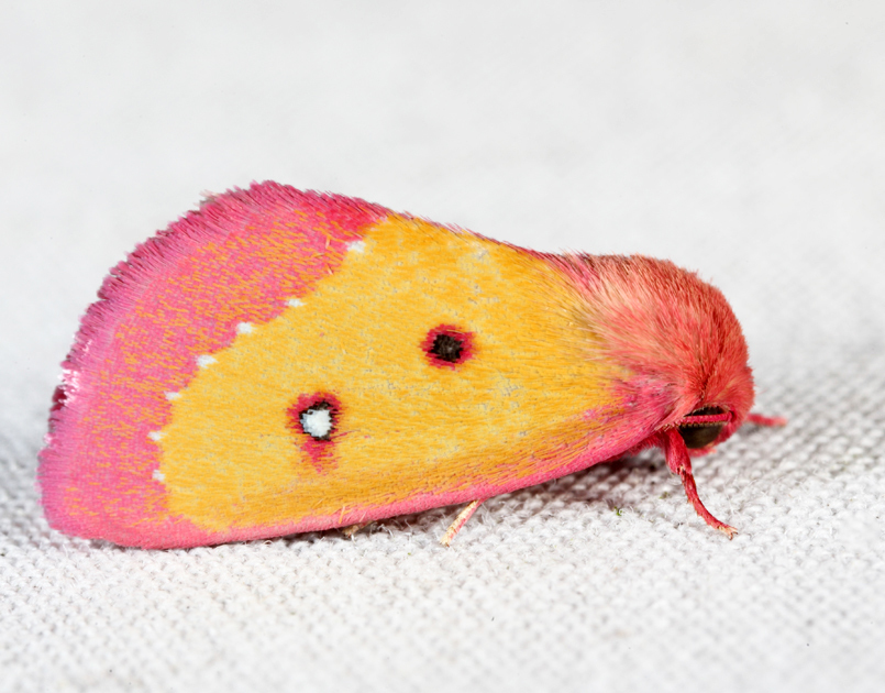 Pink Star Moth