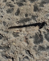 Trimerotropis pallidipennis