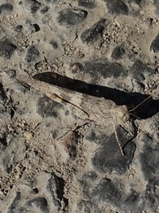 Trimerotropis pallidipennis