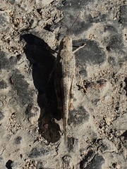 Trimerotropis pallidipennis