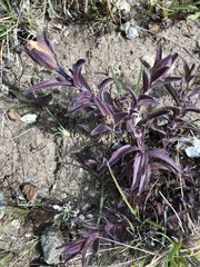 Castilleja affinis neglecta