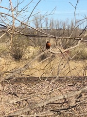 Turdus migratorius