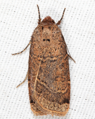 Abagrotis anchocelioides