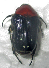 Clinteroides permutans