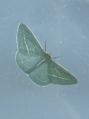 Chlorocoma stereota
