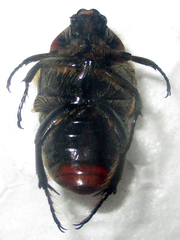 Clinteroides permutans