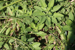 Oenothera speciosa