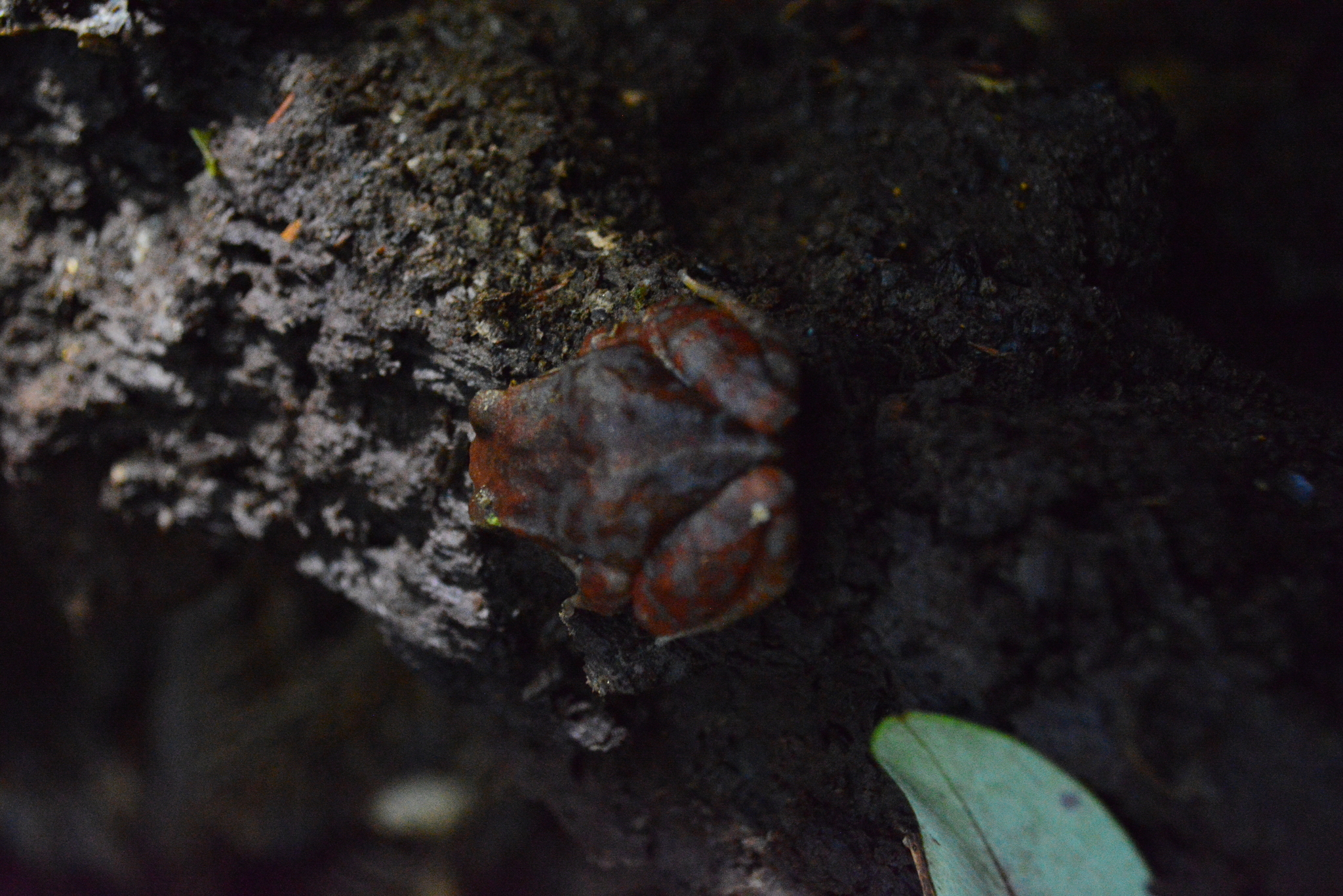Eupsophus altor Nuñez, Rabanal & Formas, 2012