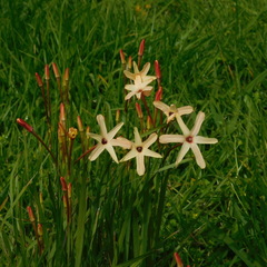 Ixia paniculata