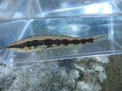 Percina stictogaster