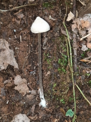 Entoloma conicum