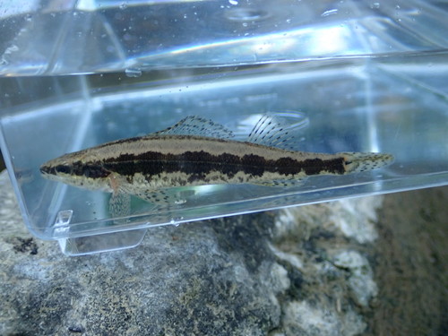 Frecklebelly darter (Percina stictogaster) — Percidae — 5