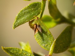 Asphondylia silicula