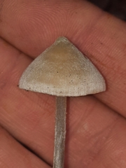 Entoloma conicum