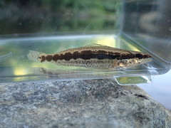 Percina stictogaster