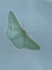 Chlorocoma stereota