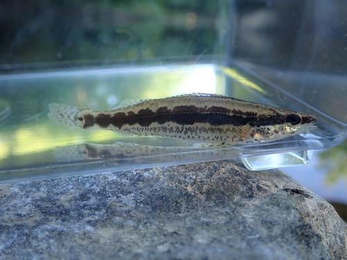 Frecklebelly darter (Percina stictogaster) — Percidae — 3
