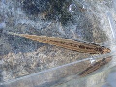 Percina stictogaster