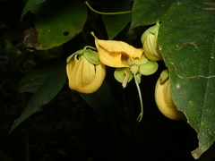 Senna georgica