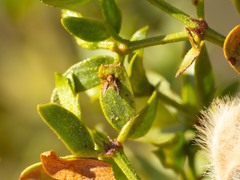 Asphondylia silicula
