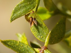 Asphondylia silicula