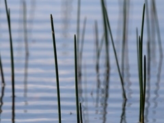 Eleocharis equisetoides