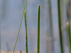 Eleocharis equisetoides