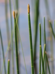 Eleocharis equisetoides