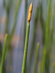 Eleocharis equisetoides