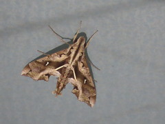 Hemeroplanes triptolemus