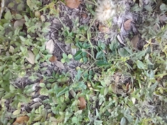 Tridax procumbens image