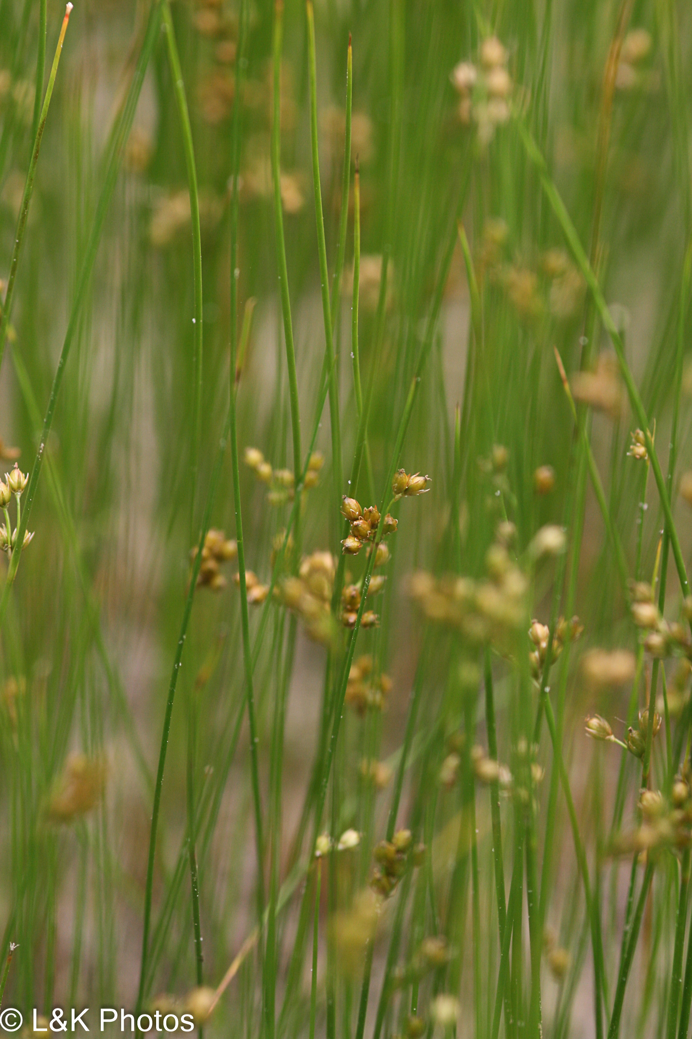 Thread Rush (Juncus filiformis) · iNaturalist