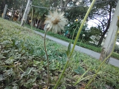 Tridax procumbens image