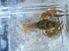 Faxonius barrenensis